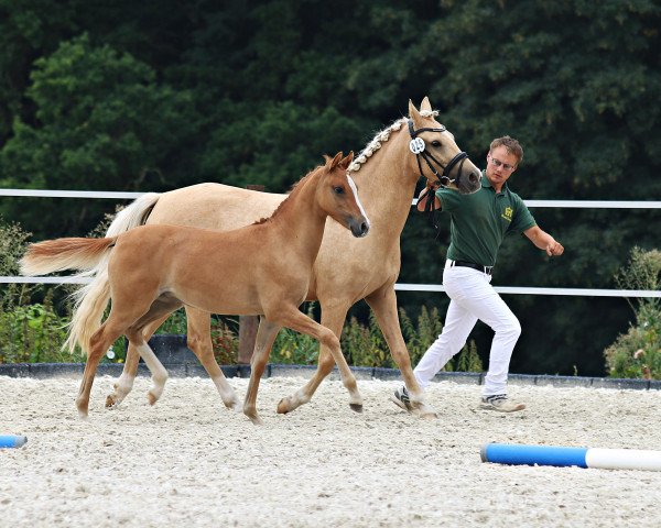 dressage horse Dreamdate (German Riding Pony, 2020, from Dancing Fox 2)