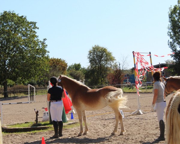 Pferd Missi (Haflinger, 2014, von Newstyle)