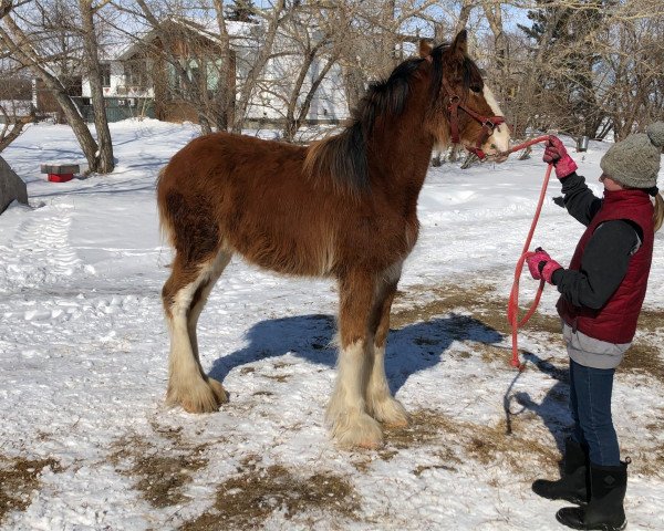 Pferd Wildwood HM Jasmine (Clydesdale, 2019, von 2S Above's Highland Hallmark)