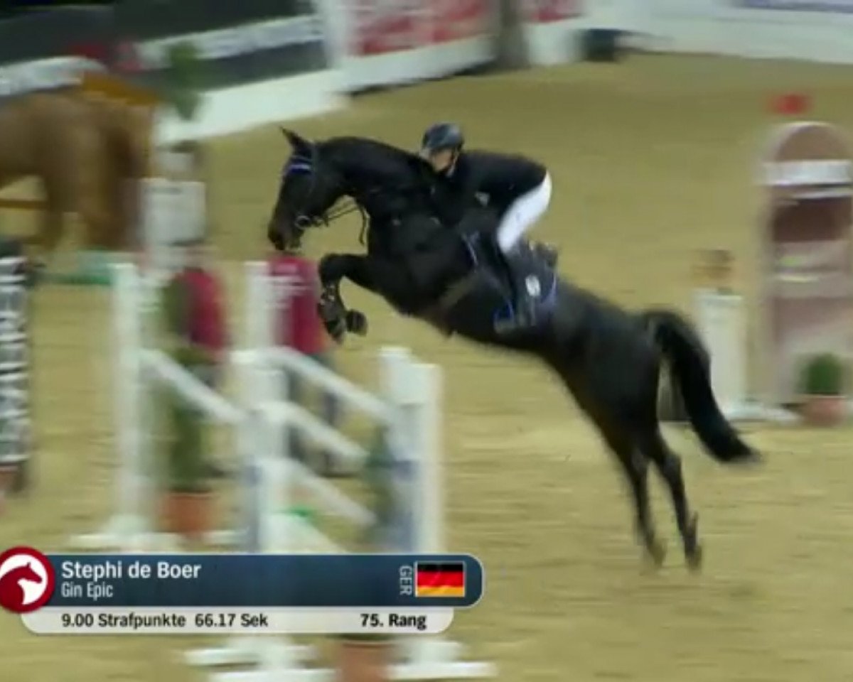 jumper Gin Epic (Oldenburg show jumper, 2010, from Grasco)
