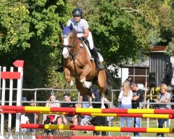 jumper Barrichello 21 (German Sport Horse, 2014, from Baccaccio)