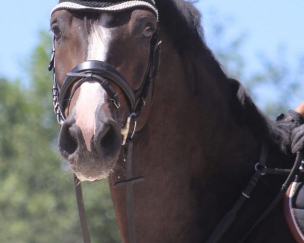 jumper Caballero G (German Sport Horse, 2014, from Cachassini)