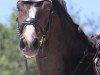 jumper Caballero G (German Sport Horse, 2014, from Cachassini)