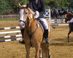 jumper Aalyah x (Haflinger Mix, 2003)