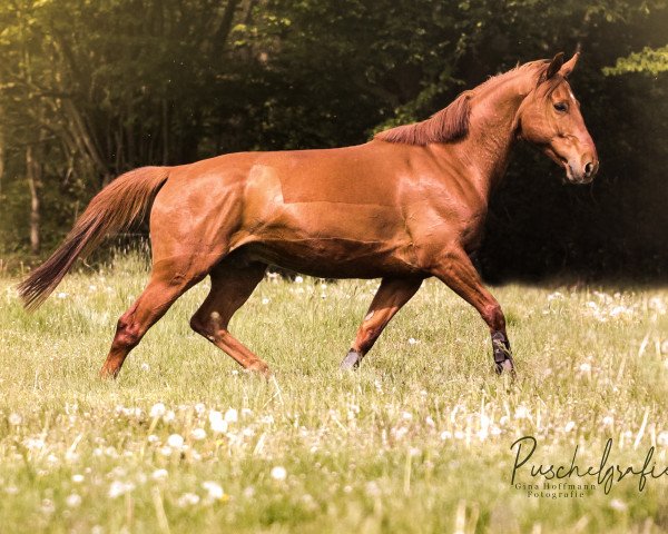 horse Walking on Sunshine (Hanoverian, 2009, from Weltpoet)