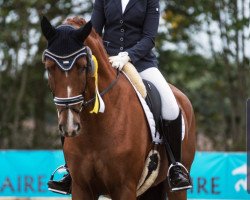 dressage horse Sotavento 3 (Westphalian, 2013, from Sir Heinrich OLD)