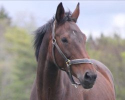 broodmare Gräfin (Hanoverian, 2002, from Graf Top)