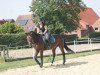 broodmare Patrizia 69 (Westphalian, 2002, from Potsdam)