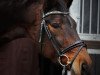 dressage horse Jazz-Dance 2 (Oldenburg, 2005, from Jazz Time)