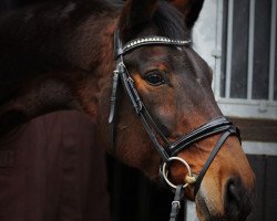 dressage horse Jazz-Dance 2 (Oldenburg, 2005, from Jazz Time)