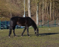 stallion Sternberg 7 (Holsteiner, 2011, from Stakkato)