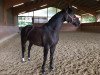 dressage horse Final Destination J (Hanoverian, 2011, from Falkenstern II)