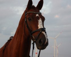 horse Volluto mio (Hanoverian, 2010, from Valentino)