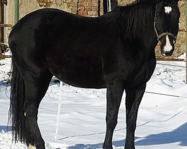 dressage horse Irmgard v. d. Heide (German Sport Horse, 2005, from Doc Martens)