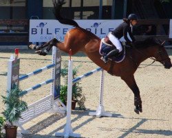 jumper Dorina H (KWPN (Royal Dutch Sporthorse), 2008, from Verdi)