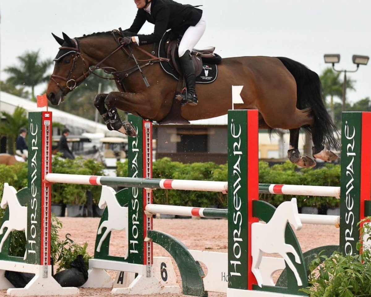 Springpferd Jemiralda Newpeat (KWPN (Niederländisches Warmblut), 2014, von Emerald van 't Ruytershof)