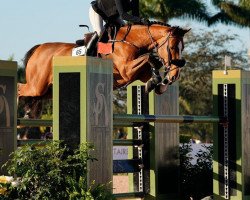 jumper Origi (Belgian Warmblood, 2014, from Action-Breaker)