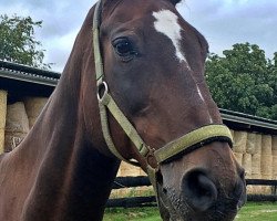 horse Chenou (Hanoverian, 1997, from Cheenook)