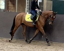 horse Merlijn van Klaverborch (Nederlands Rijpaarden en Pony, 2017, from Merlijn vd Bisschop)