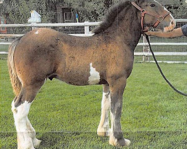 horse Elkhorn Garth (Clydesdale, 2020, from Spirit of the Sawtooth)