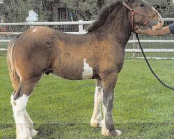 Pferd Elkhorn Garth (Clydesdale, 2020, von Spirit of the Sawtooth)