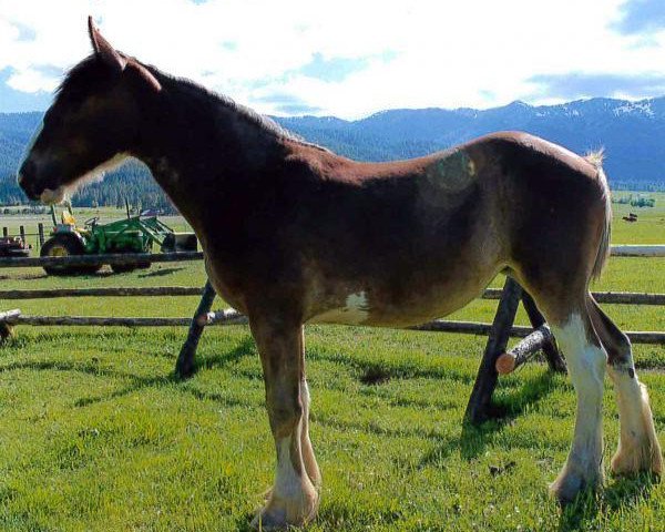 Zuchtstute Wildwood HM Francine (Clydesdale, 2015, von 2S Above's Highland Hallmark)