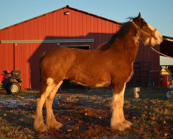 horse Wildwood HM Ellie (Clydesdale, 2016, from 2S Above's Highland Hallmark)