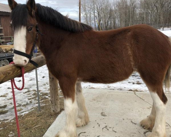 horse Wildwood HM Duchess (Clydesdale, 2016, from 2S Above's Highland Hallmark)