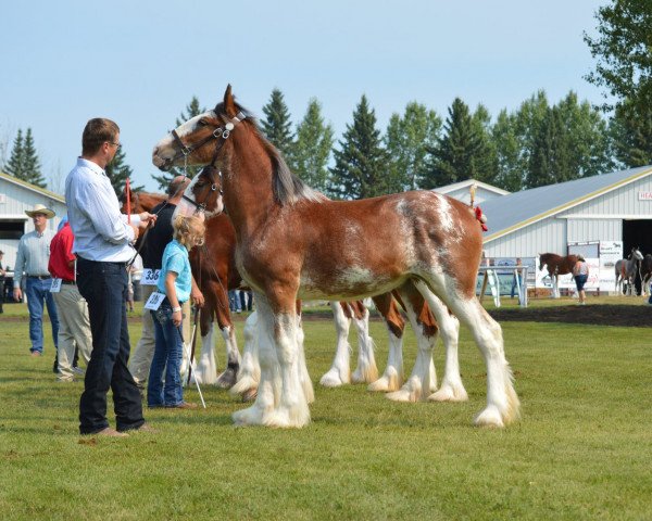 horse Wildwood HM Chica (Clydesdale, 2016, from 2S Above's Highland Hallmark)