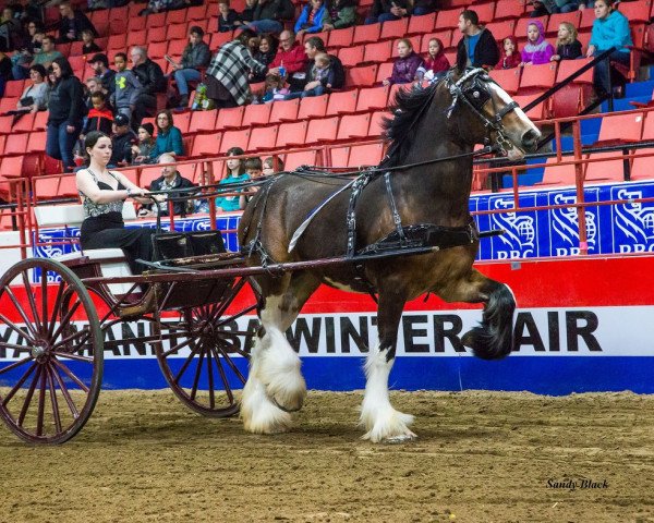 horse Wildwood HM Charmed (Clydesdale, 2014, from 2S Above's Highland Hallmark)