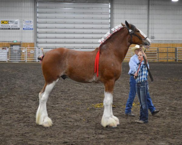 horse Wildwood HM Oscar (Clydesdale, 2018, from 2S Above's Highland Hallmark)