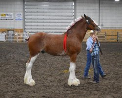 Pferd Wildwood HM Oscar (Clydesdale, 2018, von 2S Above's Highland Hallmark)