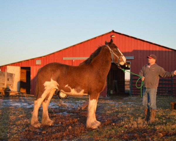 horse Wildwood HM Blossom (Clydesdale, 2017, from 2S Above's Highland Hallmark)