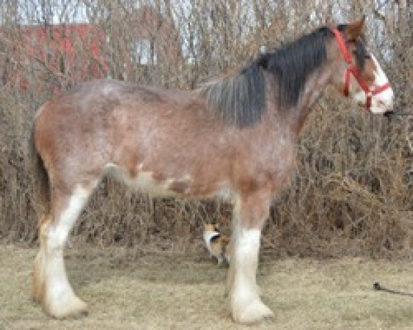 Zuchtstute Wildwood Kerri (Clydesdale, 2012, von Wildwood Cooperstown)