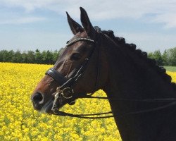 broodmare Sinfonie 188 (Westphalian, 2009, from Show Star)