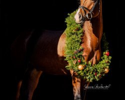 Springpferd Pieter V (Welsh Pony (Sek.B), 2016, von Vigaro)