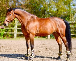 jumper Zilver Star (KWPN (Royal Dutch Sporthorse), 2004, from Silverstar)