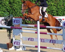 horse Fair Play de Painblanc (Belgian Warmblood, 2005, from Eros Platiere)