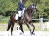 dressage horse Sir Alfie (German Sport Horse, 2014, from Sir Alfred)