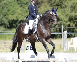 dressage horse Sir Alfie (German Sport Horse, 2014, from Sir Alfred)