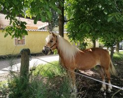 horse Merana Nashville (Haflinger, 2006, from Weltwind)