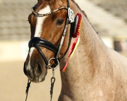 stallion LH Nonplusultra DW (German Riding Pony, 2018, from Fs Numero Uno)