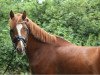 dressage horse Inselhofs Daywalker (German Riding Pony, 2017, from Domkaiser K)