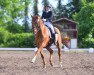 dressage horse Wishfull (Hanoverian, 1999, from Wolkentanz I)