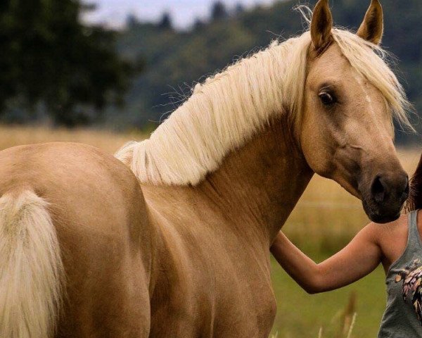 dressage horse Glücksmoment P (German Riding Pony, 2016, from Gonzales 162)
