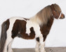stallion Prince van de Wouwbaan (Shetland pony (under 87 cm),  , from Kodna v.Vaders Erve)