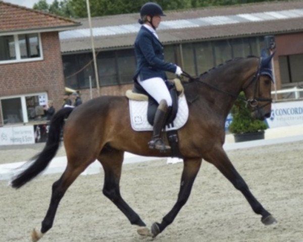 dressage horse Quadro Nuevo (Westphalian, 2015, from Quotenkoenig 2)