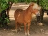 Dressurpferd Tango (Shetland Pony, 2004)