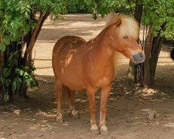 dressage horse Tango (Shetland Pony, 2004)