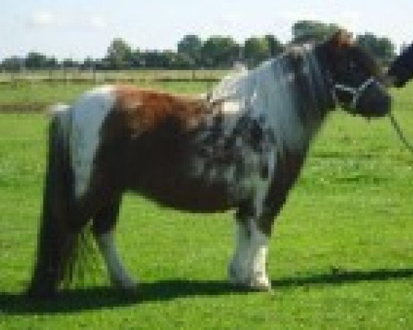 Zuchtstute Vironica v. h. Keijzertje (Shetland Pony (unter 87 cm),  , von Prince van de Wouwbaan)